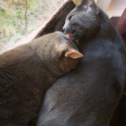 cat-overload:  “You has bath now.”