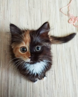 catsbeaversandducks:  Yana The Two-Faced CatHow beautiful she is!Photos by yanatwofacecat
