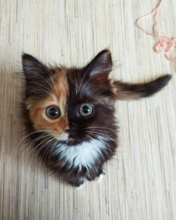 catsbeaversandducks:  Yana The Two-Faced