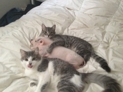 thefingerfuckingfemalefury:  agelfeygelach:  This is the only kind of ham sandwich i will tolerate.  HUMANS THIS IS OUR FRIEND YOU CANNOT EATED HIM HE IS PART OF THE FAMILY NOW YOU MUST CARE FOR OUR NEW FRIEND