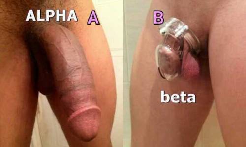 alpha-4-sissy: ARE YOU A OR B??? REBLOG SO ALPHAS CAN FIND BETA BITCHES