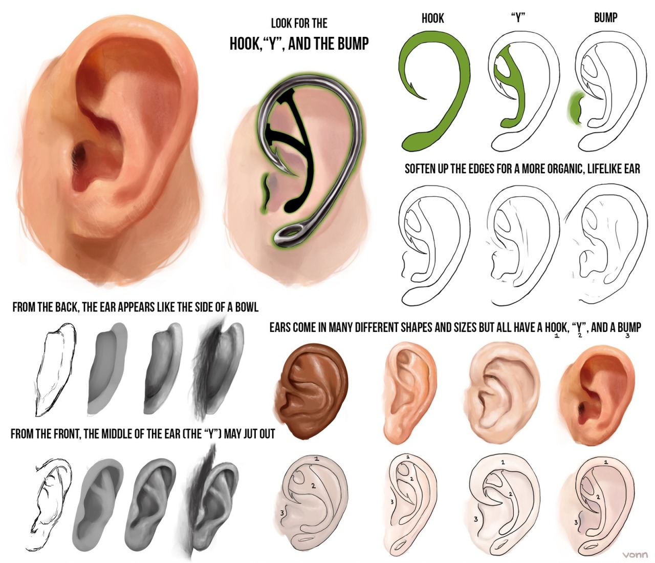 anatoref:  EarsTop ImageRow 2Row 3 &amp; 4 (Right)Row 4 (Left) 