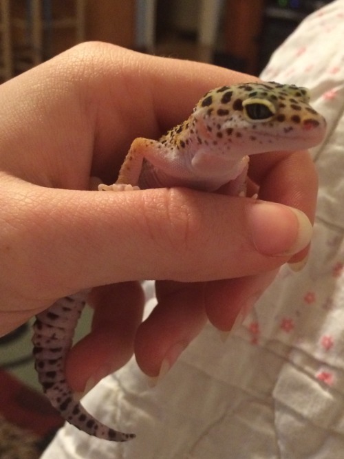 boopersnoots:Little Litha is growing fast. He’s always so spunky and has such an attitude.