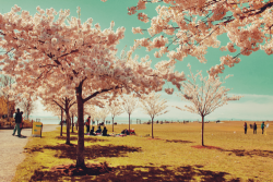 Cherry Blossom | Tumblr En We Heart It. Http://Weheartit.com/Entry/74286925/Via/Unknown_0988