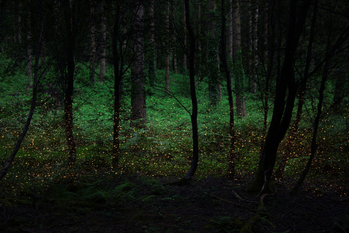 kateoplis:Ellie Davies, In Between the Trees