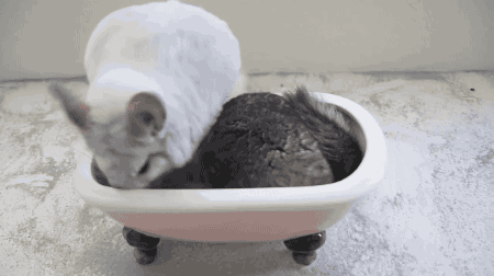 gifsboom:  Chinchilla Dust Bath. [video] [ChinTubeHD] 