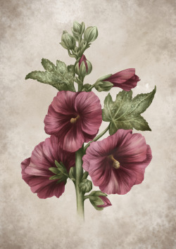 haysillustrations: Hollyhock (Alcea Rosea) 