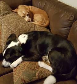 nerdimmersion:  Double sleepy pups #beagle
