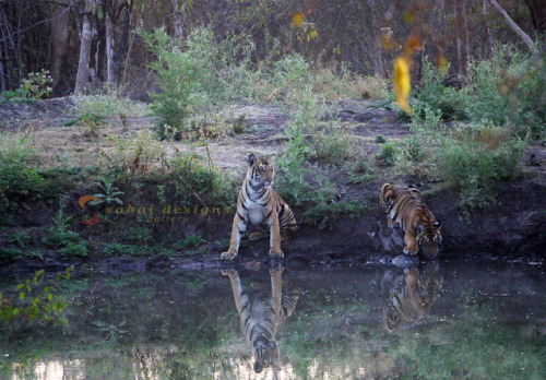 Wild tigers in Nagarhole National Park, Kabini, India