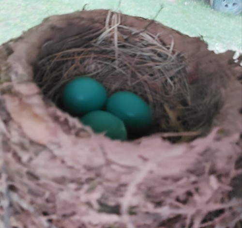 Hey Bird Experts Of Tumblr, There's A Bird Nest I Just Discovered On A Gutter On Our Back Porch With