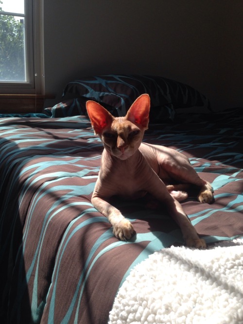 sphinx cat