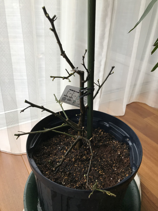 花ひろばオンラインの植物管理のウンチク 枯れそうなレモンを復活させるための剪定 花ひろばオンラインの植物管理のウンチク 枯れそうなレモンを復活させるための剪定