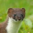 kingstoat avatar