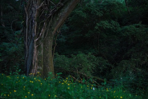 buron: Midsummer in the Sacred Grove (10) ©buron - June ‘14