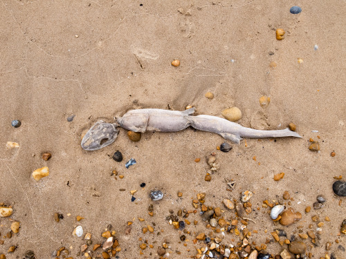 Beachcomber - weekly round up of my daily walks along the beach and findsX100