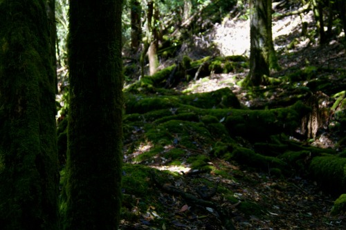 mt. field national park, tasmania