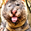 pleasantlyzanywombat avatar