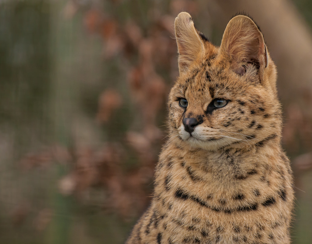 infinityservals:  Old blue eyes (by Chris Sweet 85)