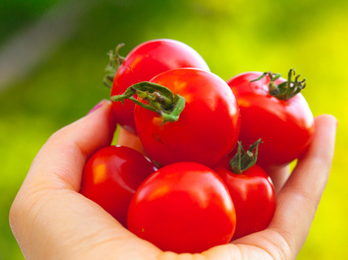 Olenko’s Raw Vegan Pasta with Pesto and Garden Tomatoes  I have beautiful baby tomatoes growing on m