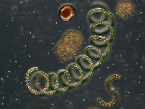 Coiled filamentous cyanobacterium Anabaena sp. (600x)