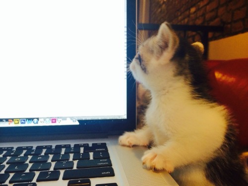 scratchingpad:// Kitten and her first laptop