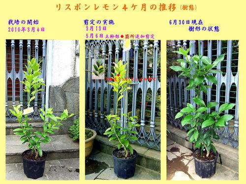 とんとんさんのレモン部日記 とんとんさんのレモン部日記