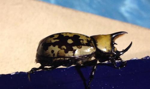An eastern Hercules Beetle i found at the pool last nighthttp://www.fcps.edu/islandcreekes/ecology/eastern_hercules_beetle.htm
