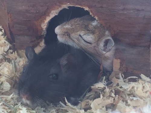 Also these are my friend&rsquo;s gerbils that&rsquo;ll move in with me soon. Their names are Matcha(