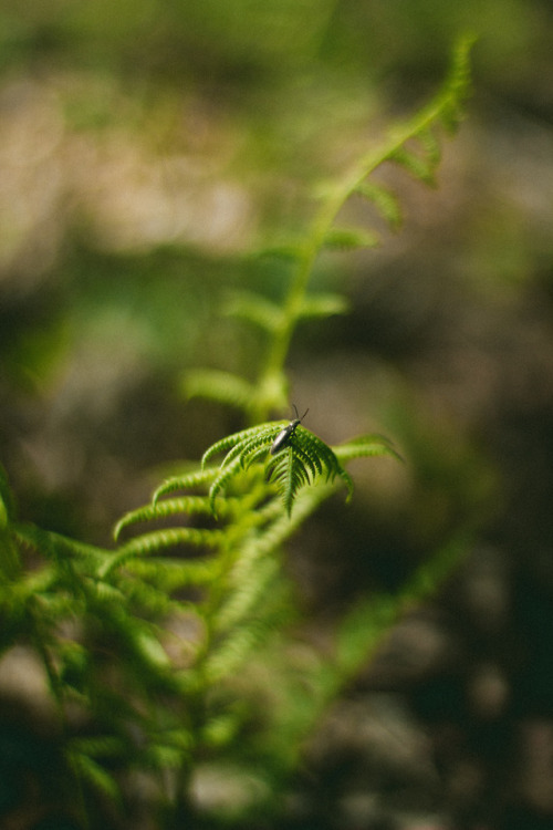 rabbitinthemeadow - Love, as tender and lush and trembling as...