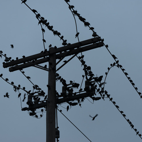 bird on a wire