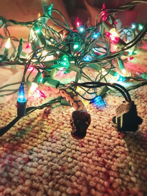 zarmethyst:happy holidays from sherbet the ball python