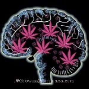 thecannabismoment:  marijuana in your brain