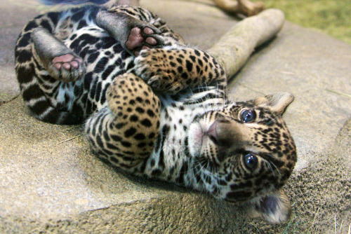 sdzoo:  Throwback Thursday - Tikal the male Jaguar cub at one month old, May 2011.  D'AW