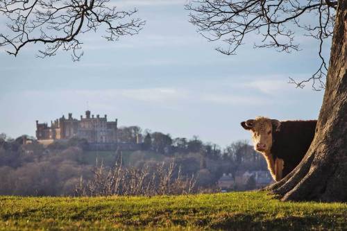 castlesandrampants:Belvoir Castle -  Castles of the UK and Ireland (11/?)