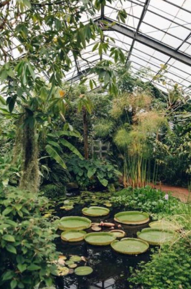 lilly pond in green house