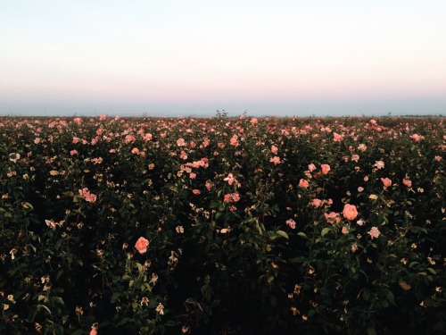 avoyageforever: A wrong turn lead me to a field of flowers and suddenly I’m second guessing e