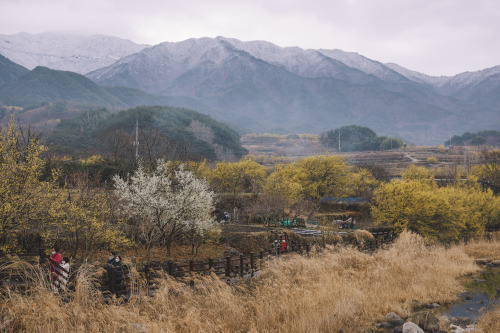 2022-03-20Spring, Cornus officinalisCanon EOS R3 + RF50mm f1.2LInstagram  |  hwantastic79vivid