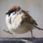 coffeesparrow
