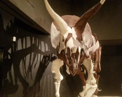 roosaurusrin:Yoshi’s Trike, with its impressive, 115cm long horn cores.