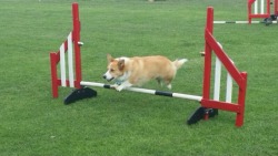 leothecorgi:  Had a great agility class today as Leo was the only dog there. We got to go on all the equipment and Leo was able to take time out to derp without holding up the class.