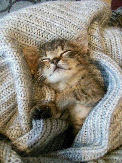 welcome-to-the-sid-effect:  Snuggly kitty em We Heart It. 