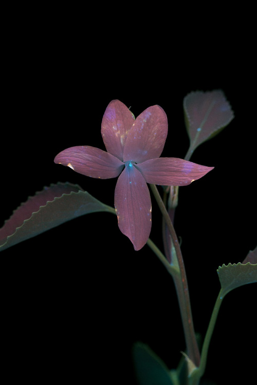 Viola chamissoniana is a member of the violet family known as ‘olopu in and endemic to Hawaii where 