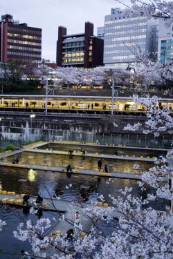 sumusumumuriku:  (桜と釣堀 by k-tanaka) 