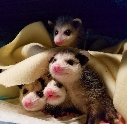 opossummypossum:Ferncroft Wildlife Rescue !