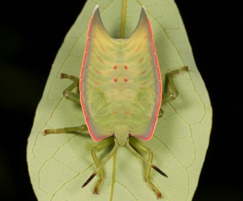 Giant Shield/Stink Bug Nymph (Tessaratomidae)