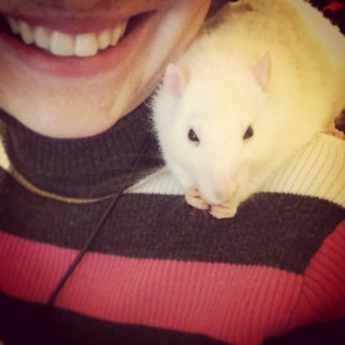 3milysrats:Beautiful Tosh helping me through a hard few weeks! #rats #petrats #fancyrats #ratsofin