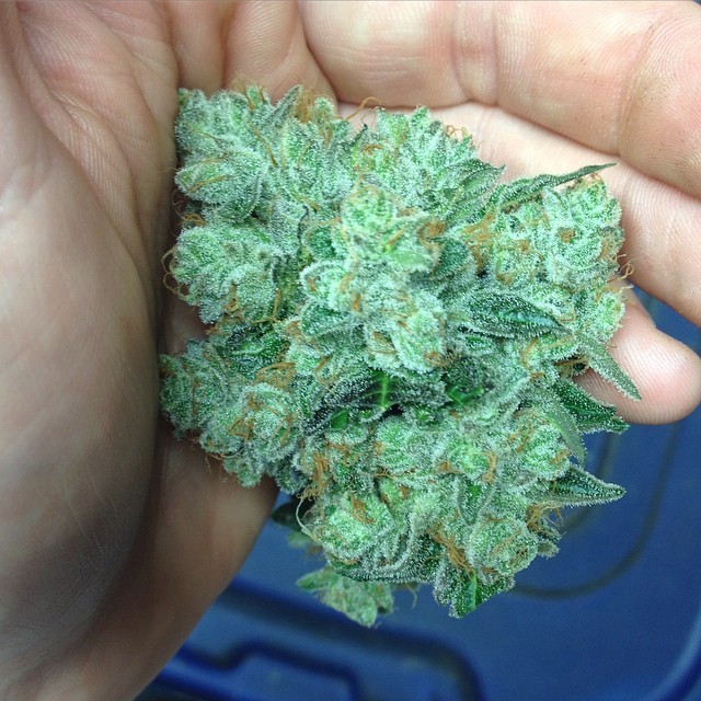 weedporndaily:  #rugburnog by @spaceboundanddown