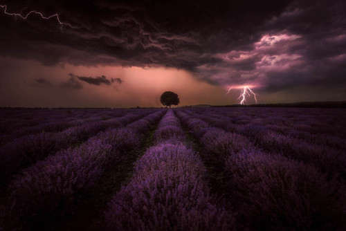 Storm and lavender © Dimo HristevLavender Storm The forecast showed scattered clouds 