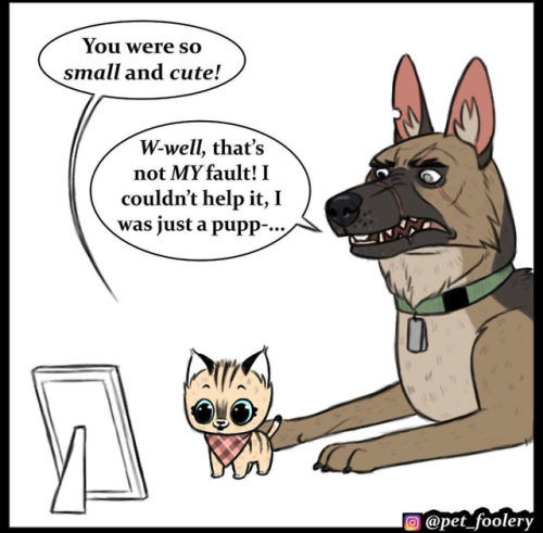 nunyabizni:zelsbels-official:jooshcognito:catchymemes:Credit: @pet_foolery (Instagram)WHY YOU GOTTA 
