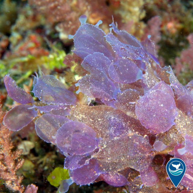 Martensia lauhiekoeloa, a new species of algae from the deep reefs of Papahānaumokuākea. The species description lauhiekoeloa refers to the beauty of the alga, and the way it flutters in the current like the long, flowing train on a holokū gown.